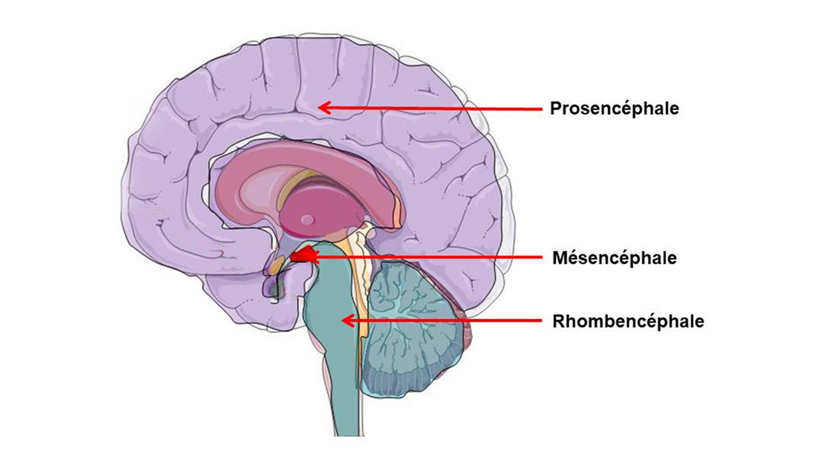 Les Parties Du Cerveau Et Leurs Fonctions Constitution du cerveau