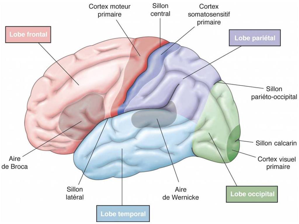 Diagramme Du Cerveau Cortex Cours Le Cerveau Exploration Diagramme Du Cerveau Cortex Cours Le Cerveau Exploration
