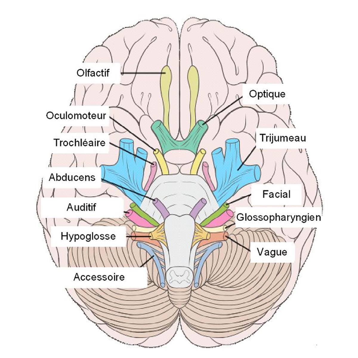 Présentation des nerfs crâniens - Troubles du cerveau, de la