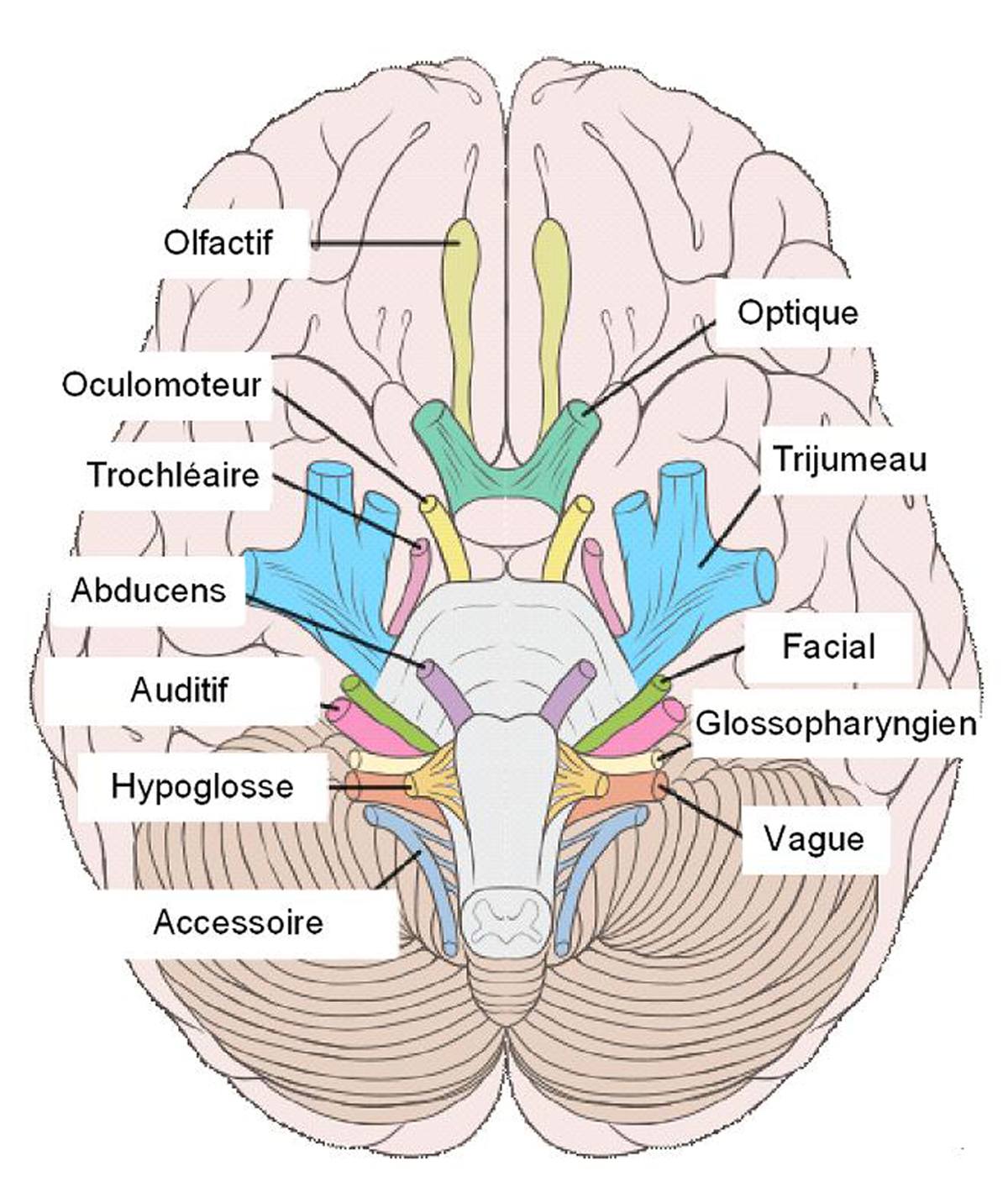 Les nerfs crâniens [Introduction aux Neurosciences Cognitives]